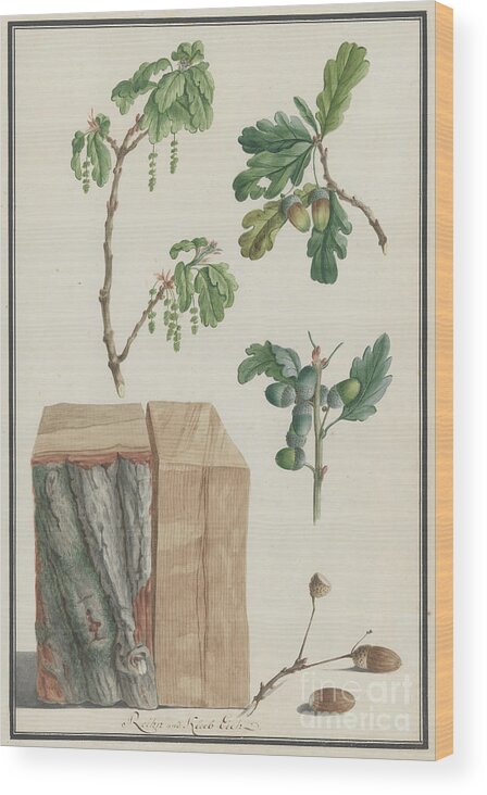 Art Wood Print featuring the drawing Studies Of The Blossoms by Heritage Images