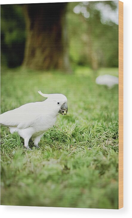 Grass Wood Print featuring the photograph Sulphur Crested Cockatoo by Helen Yin
