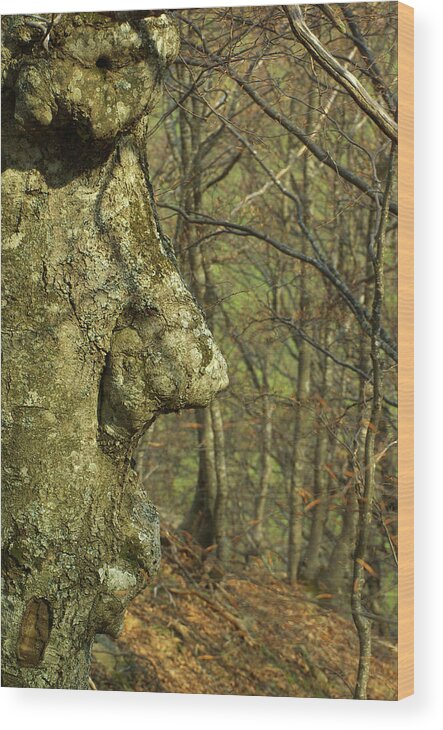 Natura Wood Print featuring the photograph The Face Of The Tree by Simone Lucchesi