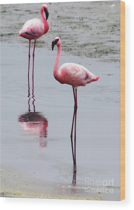 Flamingo Wood Print featuring the photograph The Longest Legs by Jennie MacDonald