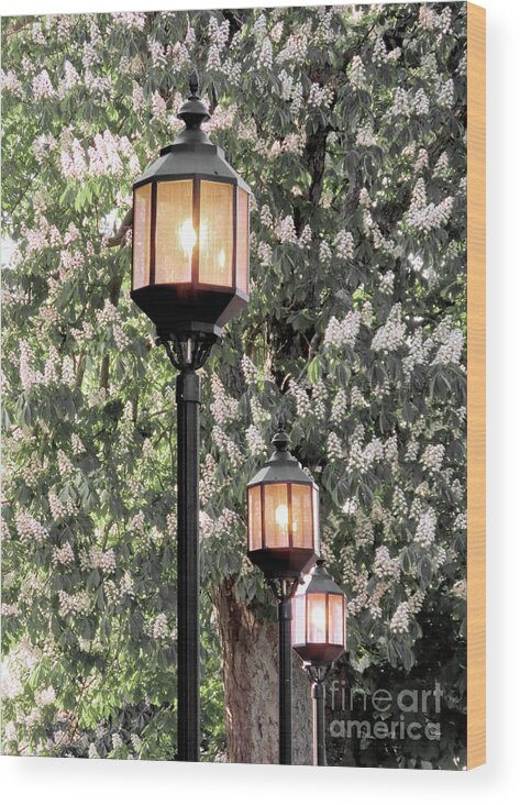 Lanterns Wood Print featuring the photograph Three lanterns aglow by Janice Drew
