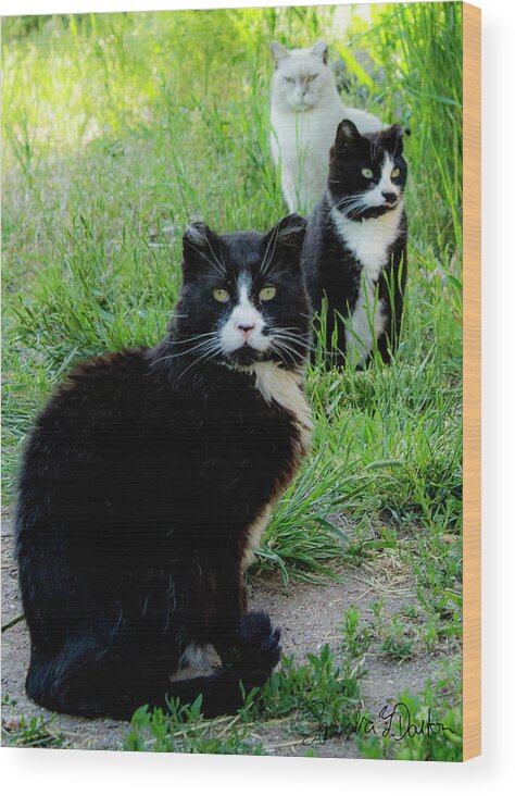 Cats Wood Print featuring the photograph Trio in the Grass by Sandra Dalton