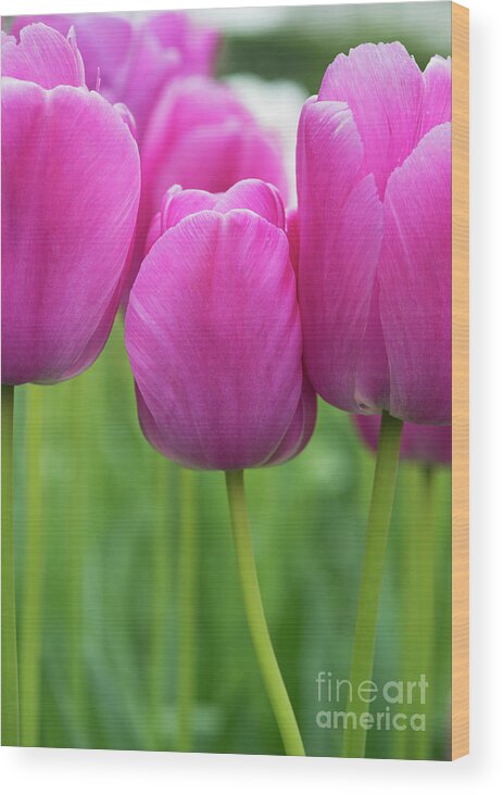 Tulips Wood Print featuring the photograph Tulip Purple Pride Flowers by Tim Gainey