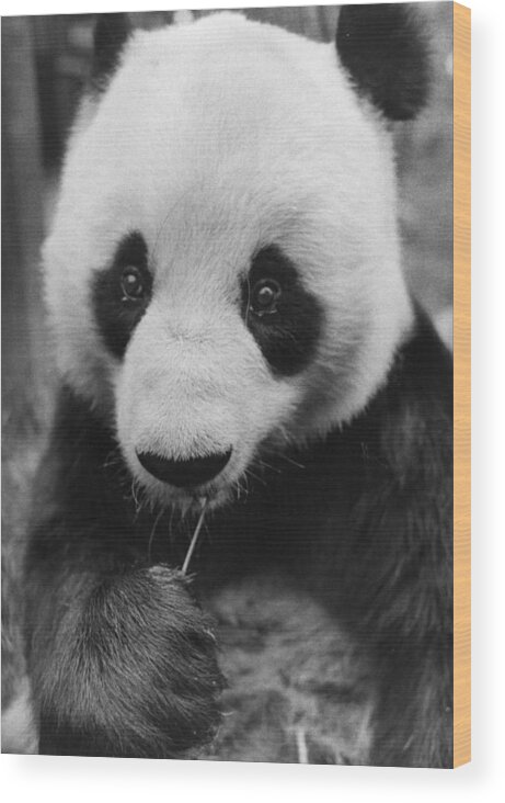 Panda Wood Print featuring the photograph Two Black Eyes by Evening Standard