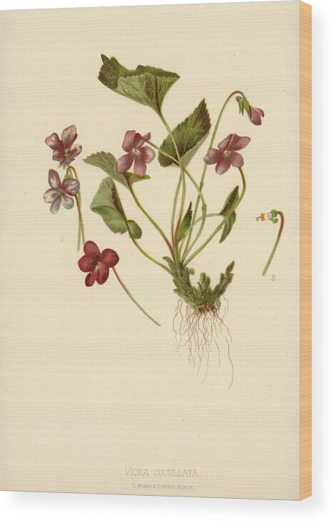 Flowers Wood Print featuring the mixed media Viola Cucullata Common Blue Violet by L Prang
