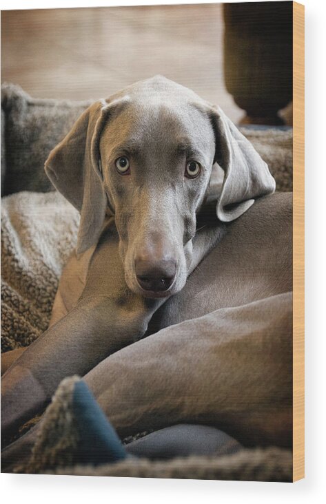 Pets Wood Print featuring the photograph Weimaraner by Kevin Sherman