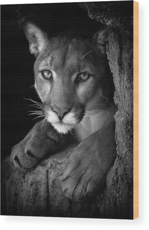 Mountain Lion Wood Print featuring the photograph What Now by Elaine Malott