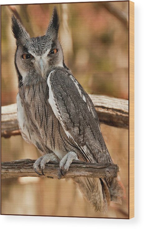 Birds Wood Print featuring the photograph White-faced scops owl by Minnie Gallman