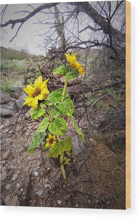 Arizona Wood Print featuring the photograph Wild Desert Sunflower by Judy Kennedy