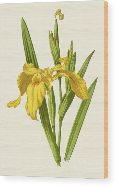 White Background Wood Print featuring the drawing Yellow Iris by Print Collector