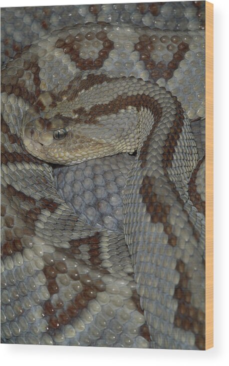 Animal Wood Print featuring the photograph Yucatan Neotropical Rattlesnake by Nhpa