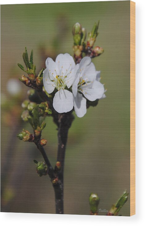 Blossom Wood Print featuring the photograph Cherry Blossoms #1 by Vallee Johnson