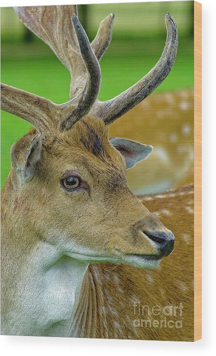 Deer Wood Print featuring the photograph Fallow Deer Stag Portrait #1 by Martyn Arnold