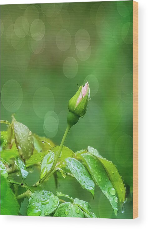 Flower Wood Print featuring the photograph Rose Bud 1355 #1 by Cathy Kovarik