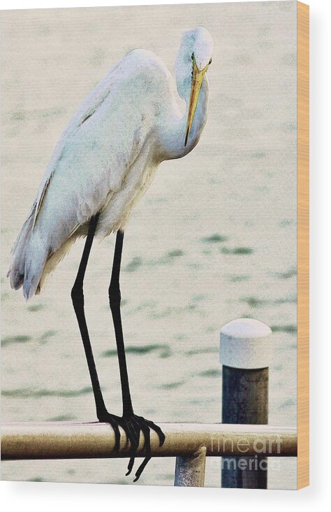 Great Egret Wood Print featuring the photograph Waiting #1 by Hilda Wagner