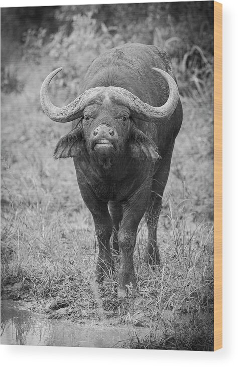 Buffalo Wood Print featuring the photograph Water Buffalo #1 by Maresa Pryor-Luzier
