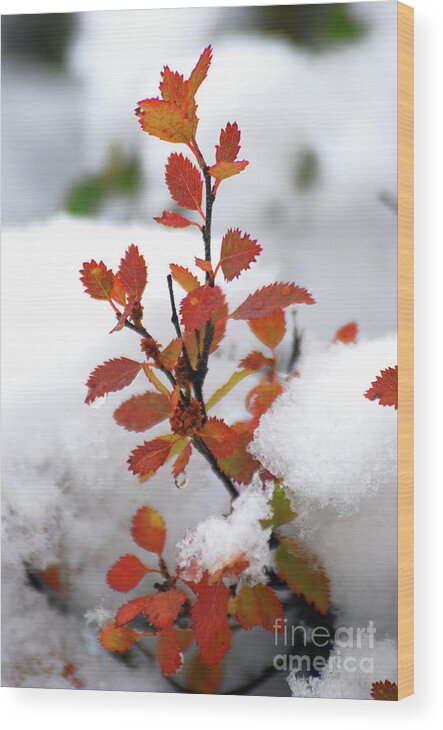 Autumn Visited Winter Wood Print featuring the photograph Autumn visited winter #2 by Elbegzaya Lkhagvasuren