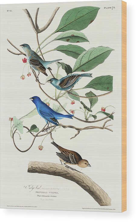 Audubon Birds Wood Print featuring the drawing Indigo Bird #3 by John James Audubon