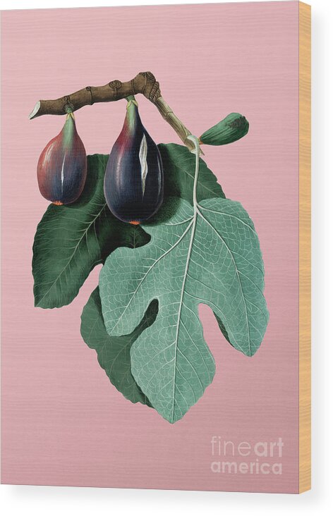 Holyrockarts Wood Print featuring the mixed media Vintage Fig Botanical Illustration on Pink #7 by Holy Rock Design