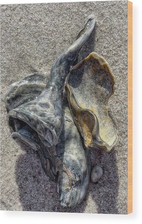 Long Beach Wood Print featuring the photograph Abstract Shell Shapes by Cate Franklyn