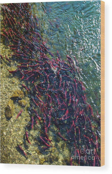 Adams River Wood Print featuring the photograph Adams River Sockeye School #3 by Nancy Gleason
