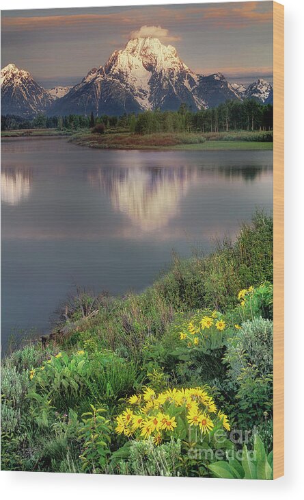 Dave Welling Wood Print featuring the photograph Arrowleaf Balsamrood Mount Moran Grand Tetons Np by Dave Welling