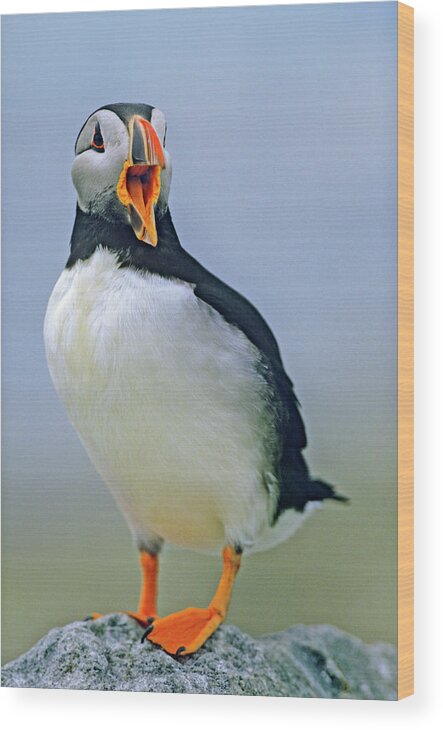Tim Fitzharris Wood Print featuring the photograph Atlantic Puffin I by Tim Fitzharris