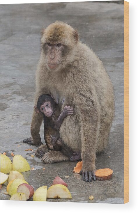 Outdoors Wood Print featuring the photograph Barbary Macaque with her Baby by Elizabeth W. Kearley