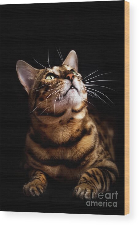 Cat Wood Print featuring the photograph Bengal cat portrait on black background. by Michal Bednarek