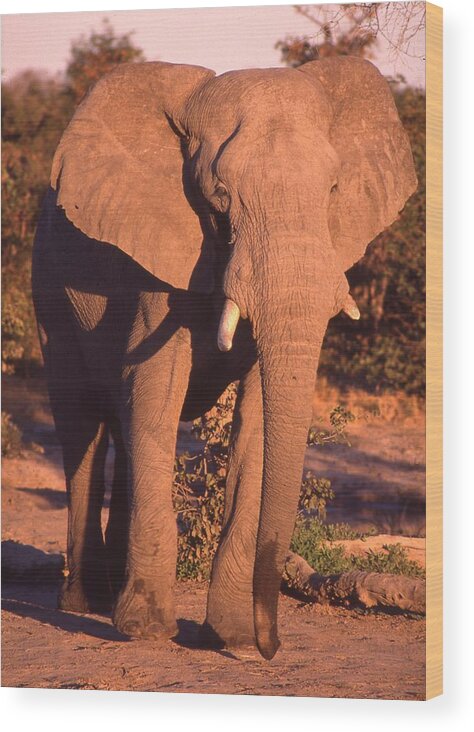 Africa Wood Print featuring the photograph Big Elephant Walking Toward You by Russel Considine