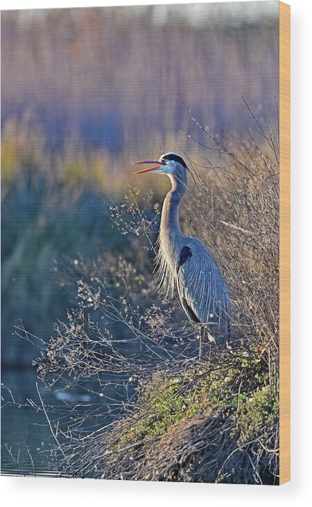 Ardea Herodias Wood Print featuring the photograph Bill Wide Opened - Blue Heron, Ardea herodias by Amazing Action Photo Video
