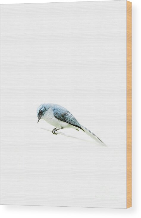 Birds Wood Print featuring the photograph Bird on a wire by Cameron Anderson Raffan