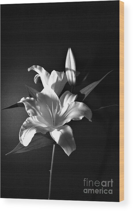 Black And White Wood Print featuring the photograph Black and White Lily Flower for Home Decor Wall Prints by Delynn Addams
