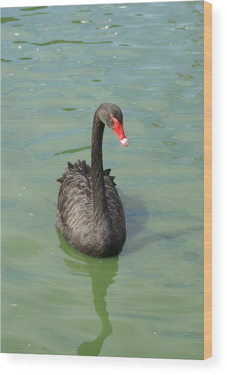  Wood Print featuring the photograph Black Swan by Heather E Harman