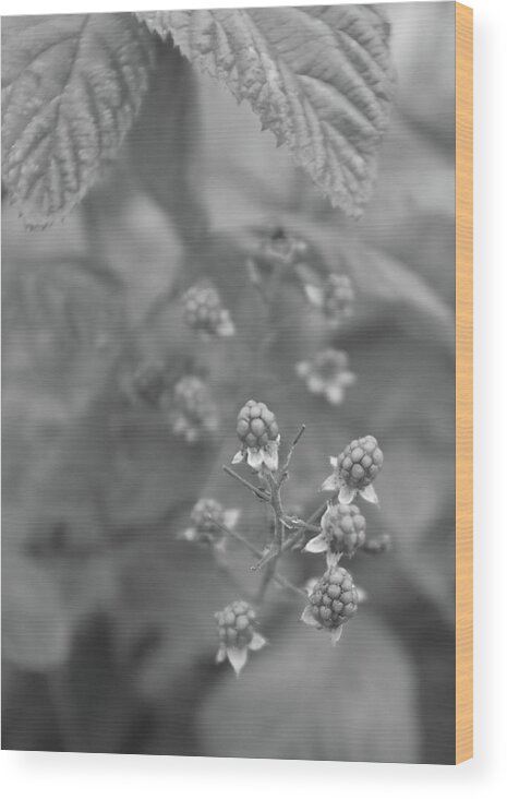 Blackberries Wood Print featuring the photograph Blackberries by Alan Norsworthy