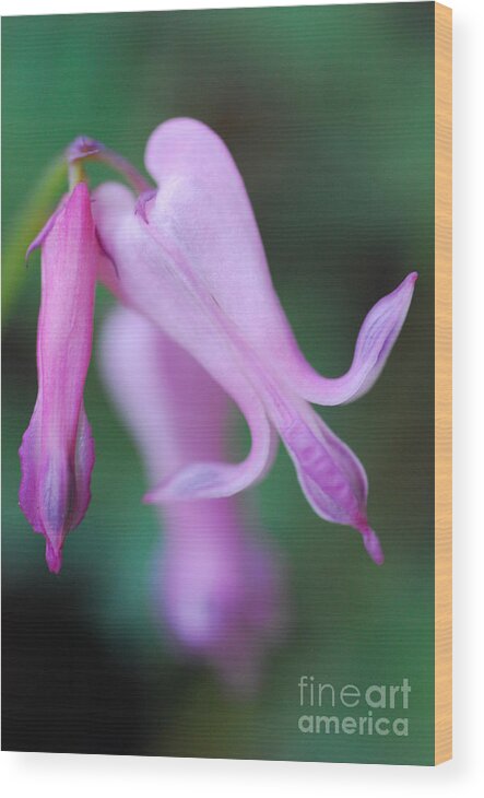 Macrophotography Wood Print featuring the photograph Bleeding Heart 1 by Stephanie Gambini