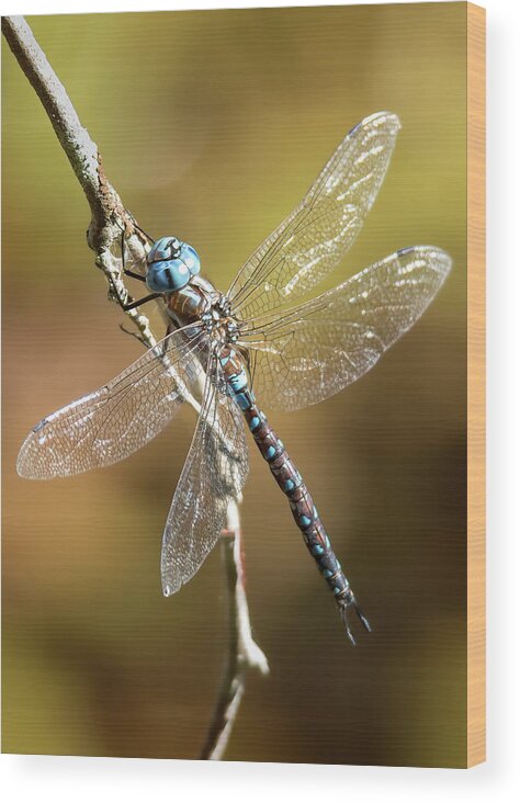  Wood Print featuring the photograph Blue-eyed Darner by Carl Olsen