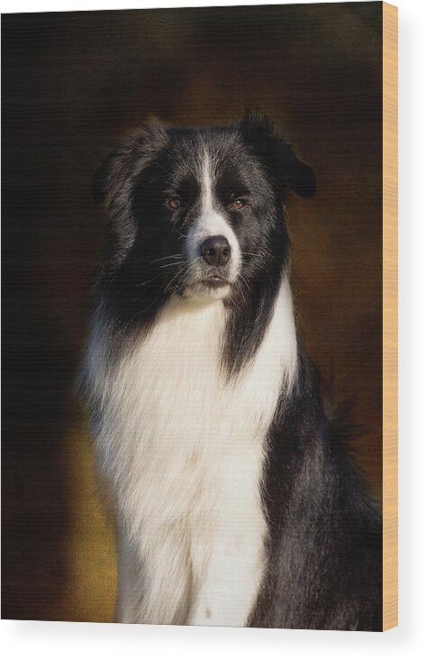 Border Collie Wood Print featuring the photograph Border Collie Portrait by Diana Andersen