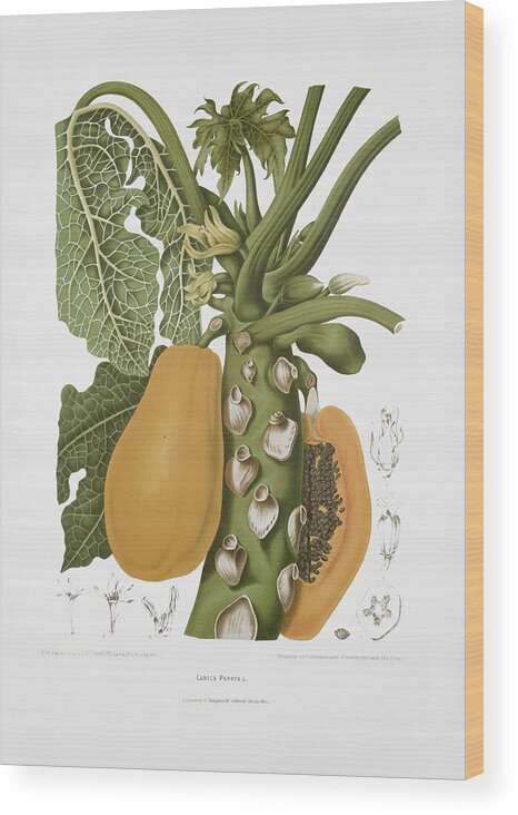 Vintage Fruit Illustration Wood Print featuring the drawing Botanical art - Papaya by Madame Berthe Hoola van Nooten