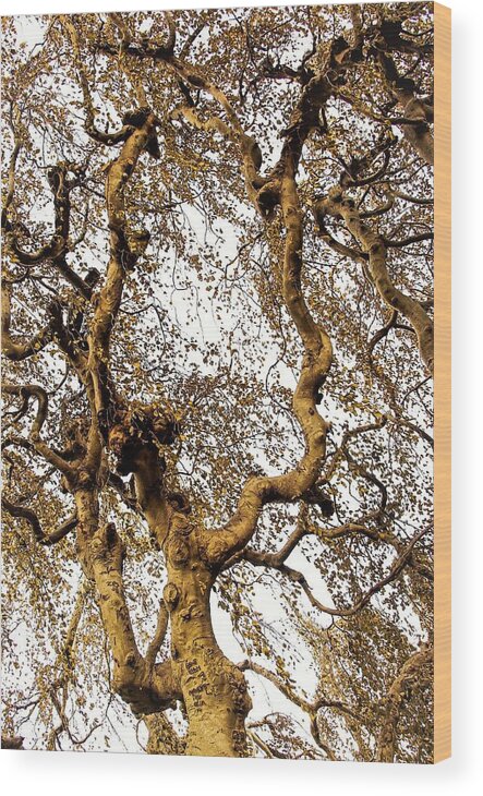 Tree Branch Sky Leaves Wood Print featuring the photograph Branch Sky by John Linnemeyer