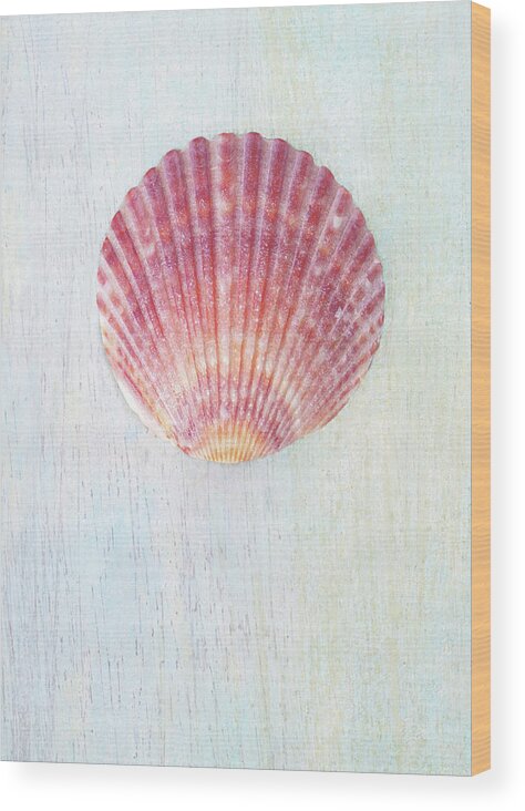 Seashells Wood Print featuring the photograph Calico Beauty by Kathi Mirto