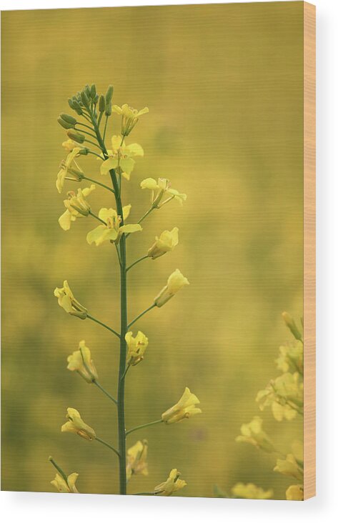 Canola Wood Print featuring the photograph Canola Flowers by Phil And Karen Rispin