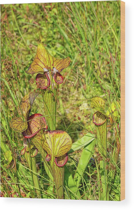 Bronx Botanical Gardens Wood Print featuring the photograph Carnivorous American Pitcher Plant by Cate Franklyn
