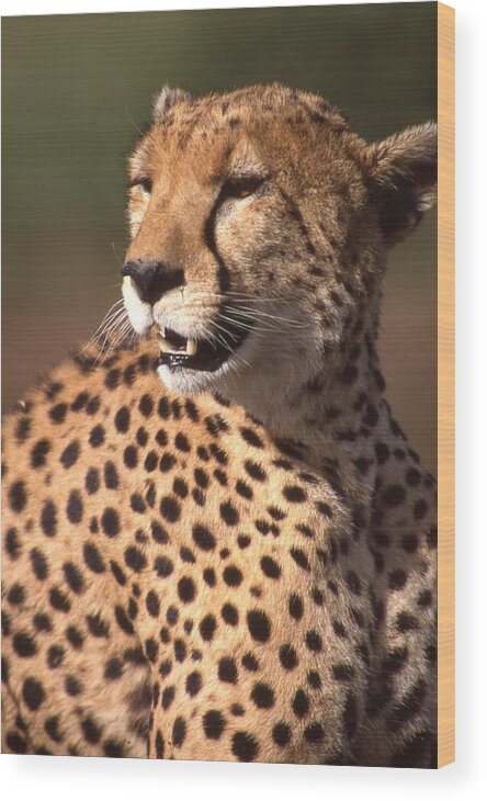 Cheetah Wood Print featuring the photograph Cheetah Profile by Russ Considine