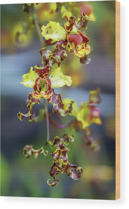 Big Cypress National Preserve Wood Print featuring the photograph Cigar Orchid Cyrtopodium Punctatum by Rudy Wilms