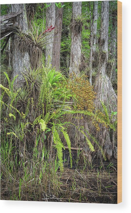 Big Cypress National Preserve Wood Print featuring the photograph Cigar Orchid Side Profile by Rudy Wilms