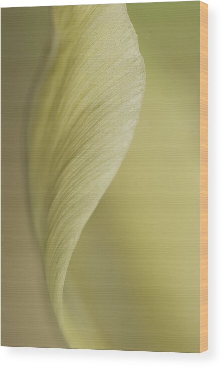 Opening Wood Print featuring the photograph Close up of pale tulip by Deb Casso