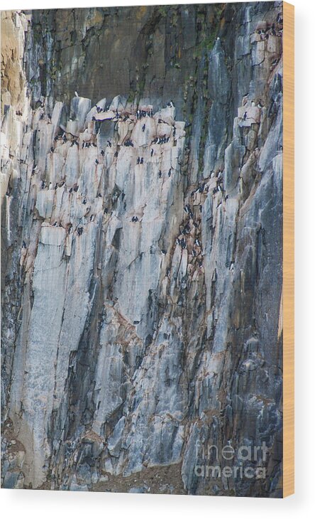 Common Guillemot Wood Print featuring the photograph Common Guillemots on Cliffside Perches in Svalbard by Nancy Gleason