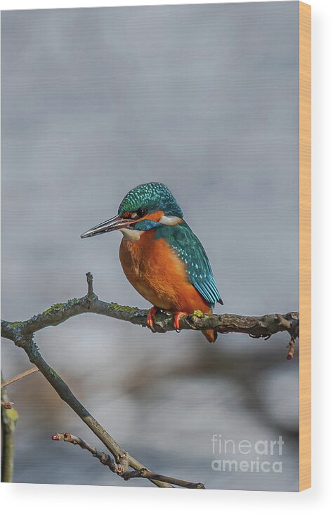 Kingfisher Wood Print featuring the photograph Common Kingfisher, Acedo Atthis, Sits On Tree Branch Watching For Fish by Andreas Berthold