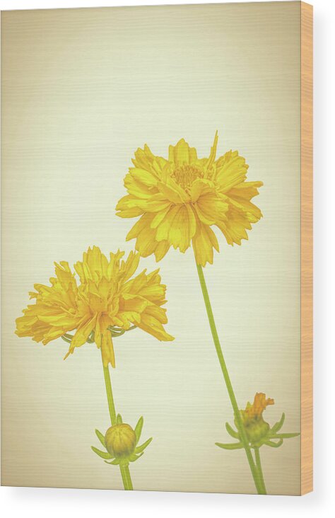 High Key Wood Print featuring the photograph Coreopsis by Allin Sorenson